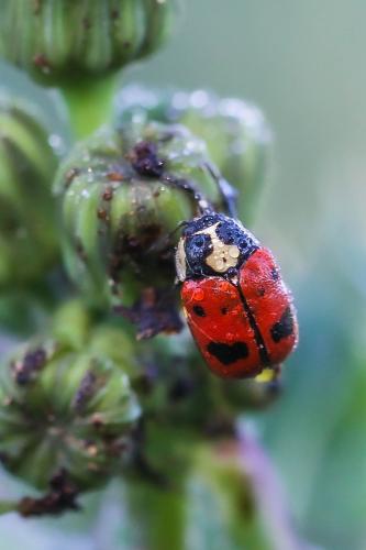 Réf. 354 628 : Cryptocephalus octopunctatus